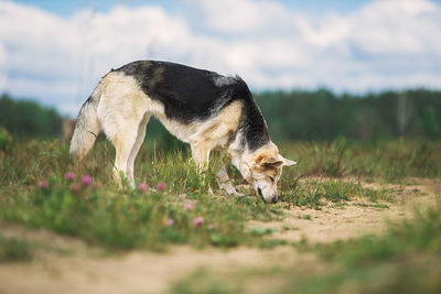 Dog looking away on field