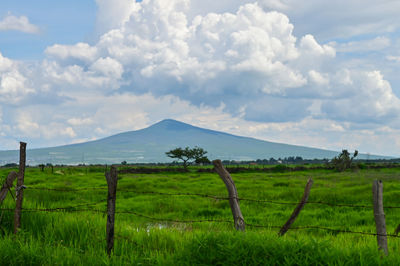 Scenic view of agricultural field against sky