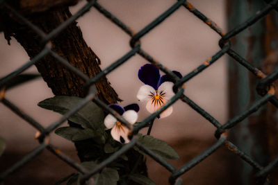 People on chainlink fence