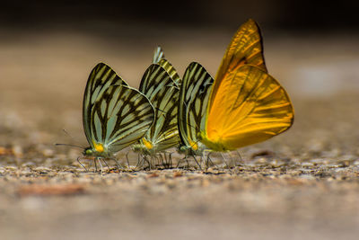 Close-up of butterfly on yellow flower