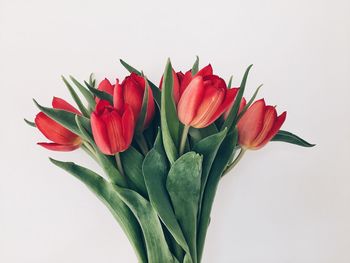 Close-up of red tulips on white background