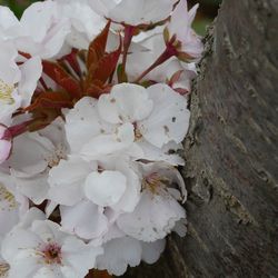 Close-up of white cherry blossom tree
