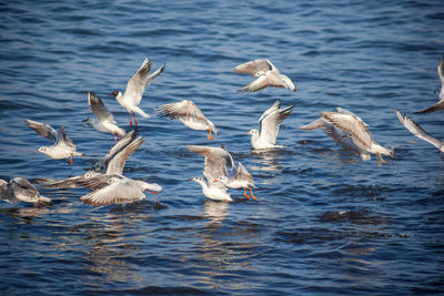 Seagulls flying over lake