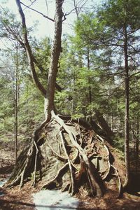 Trees in forest