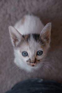 Close-up portrait of cat