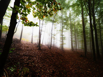 Trees in forest during autumn