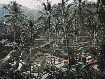 Snow covered trees in forest