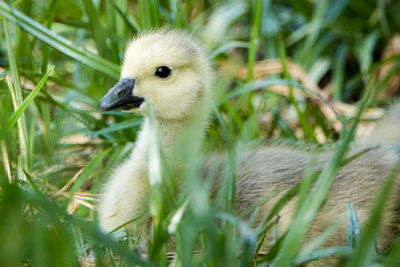 Close-up of bird on grass