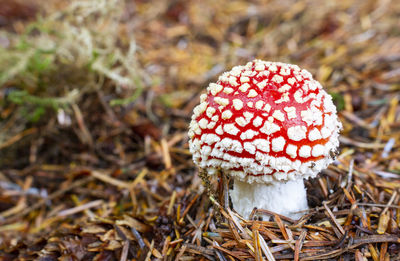 Close-up of mushroom growing on field
