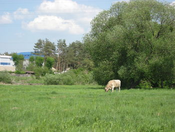 Trees on grassy field