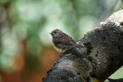 Close-up of bird perching on tree