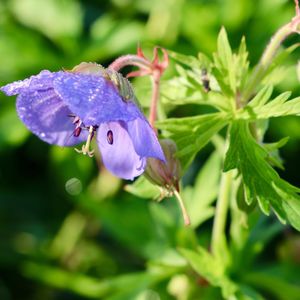 Close-up of purple flowering plant