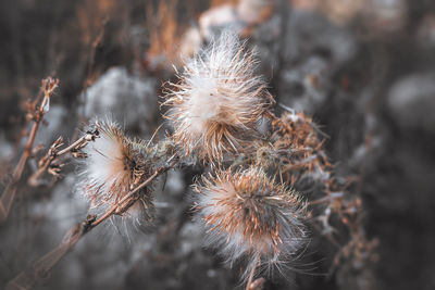 Close-up of wilted plant