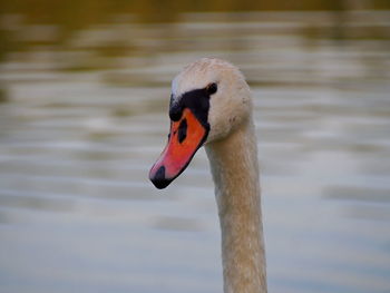 Close-up of swan swimming on lake