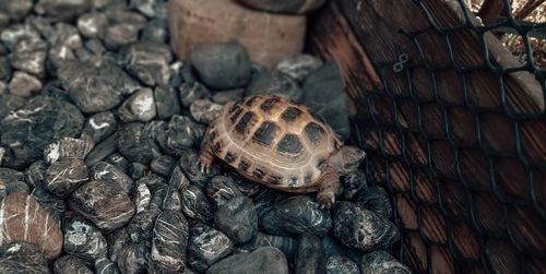 High angle view of shell on rock