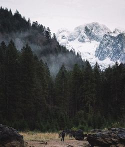 Scenic view of trees in forest during winter