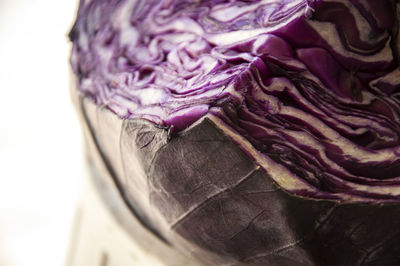 Close-up of purple roses against white background