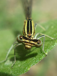 Close-up of insect on leaf