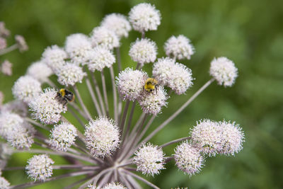 Bees nourishing on flower pods