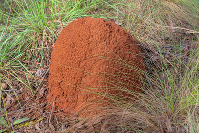 High angle view of plant on field