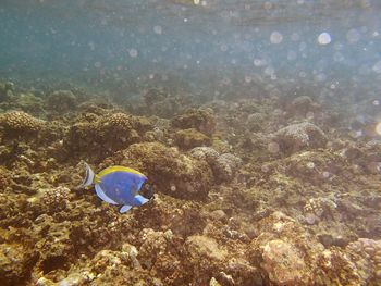 Fish swimming in sea