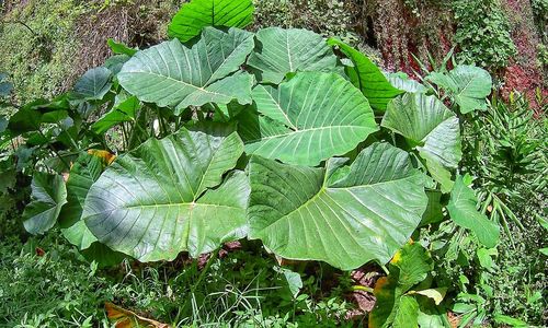 High angle view of plant