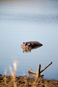 Dog in a lake