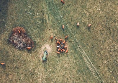 High angle view of people on field