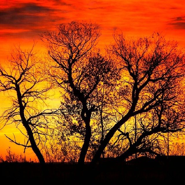 sunset, bare tree, orange color, silhouette, tree, scenics, tranquil scene, tranquility, beauty in nature, branch, sky, nature, idyllic, landscape, dramatic sky, majestic, non-urban scene, outdoors, yellow, no people