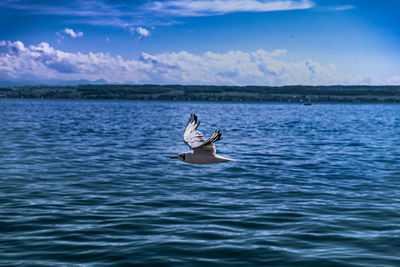 View of seagull swimming in sea