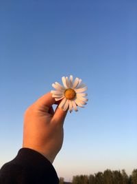 Close-up of hand holding white flower against clear sky