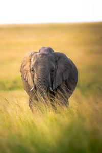 Elephant standing on field