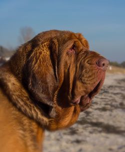 Close-up of a dog looking away