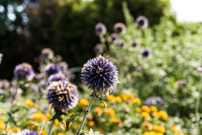 Close-up of purple flowering plant on field