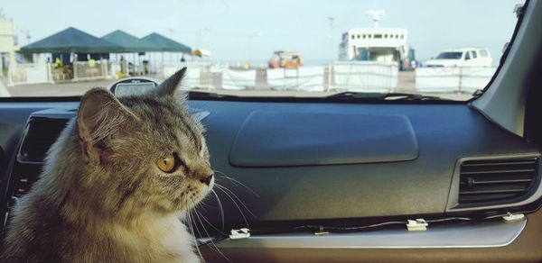 Close-up of a cat looking away in city