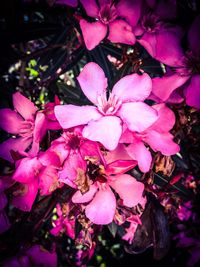 Close-up of bee on pink flowers