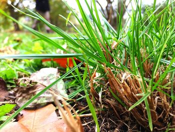 Close-up of lizard on grass