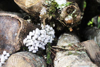 Close-up of white mushrooms growing on logs in forest
