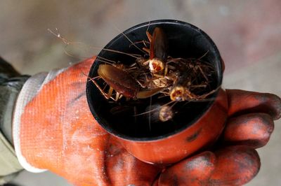 Cropped hand holding bowl with cockroaches