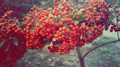 Close-up of red flowers on tree