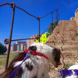 Dog against sky