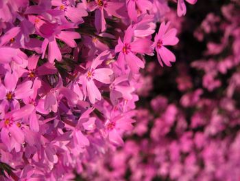 Close-up of pink flowering plant