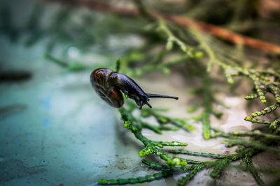 Close-up of snail on green plant