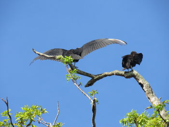 Low angle view of bird flying against blue sky