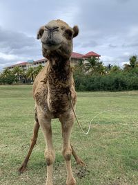 Lion standing in a field
