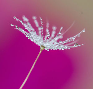 Close-up of water drops on pink flower