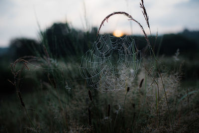 Spidernet in the morning mist