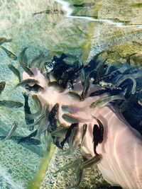 High angle view of fish swimming in sea