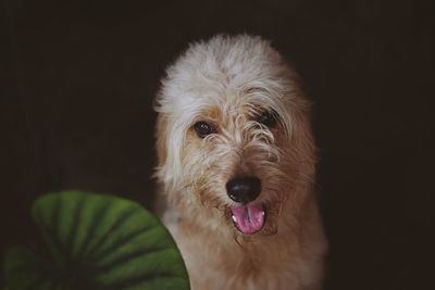 Close-up portrait of a dog