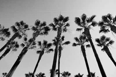 Low angle view of palm trees